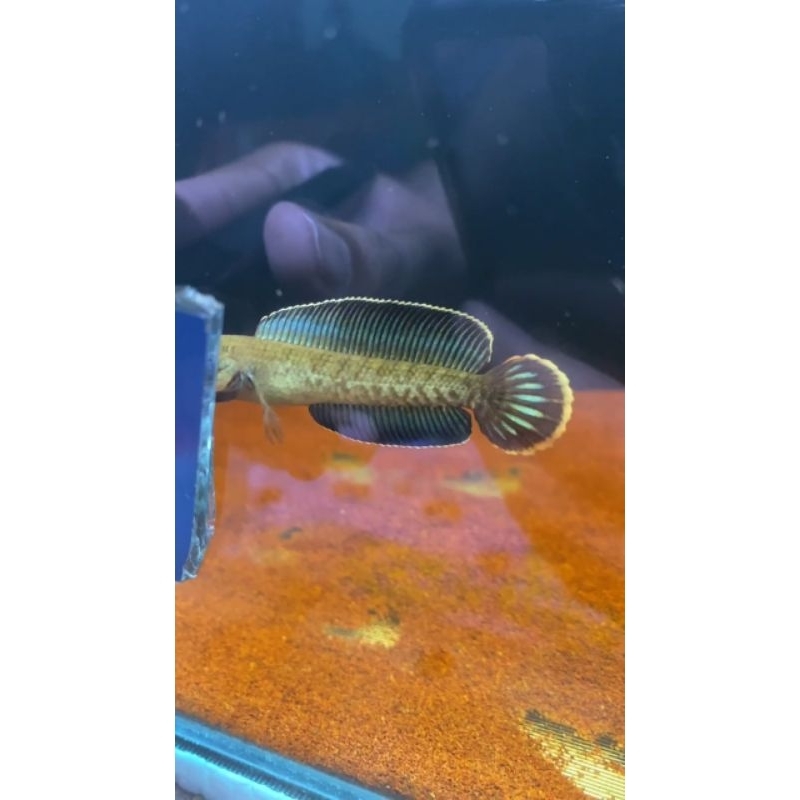 andrao singgel gondrong