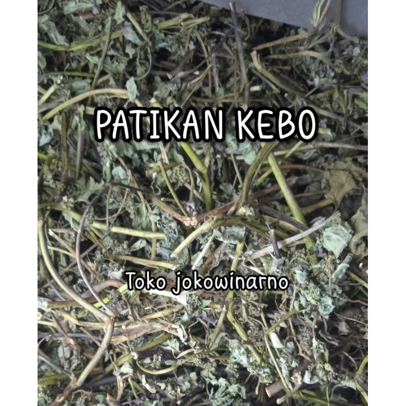 

[ 500.gram ] PATIKAN KEBO / PETIKAN KERBAU KERING - Tanaman Herbal - isi setengah kilo