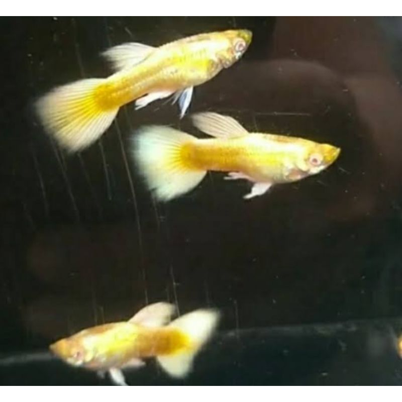 ikan hias GUPPY FULL GOLD
