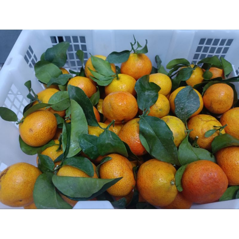 

Jeruk Santang Daun Jumbo