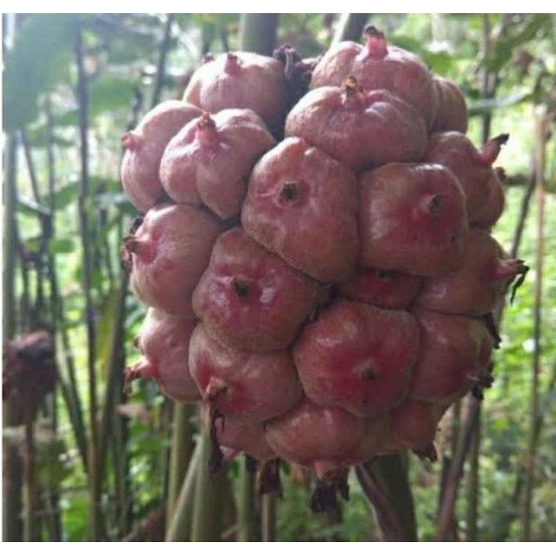 

buah honje/ buah kecomrang segar 1kg