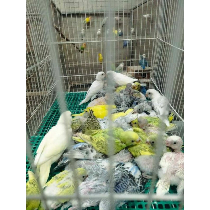 lolohan anakan parkit