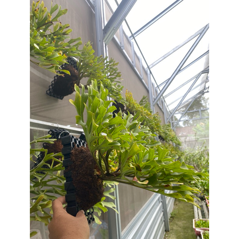 Platycerium Ridleyii