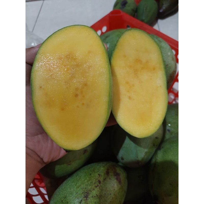 

mangga manalagi super//mangga madu//mangga manis//buah segar 1kg