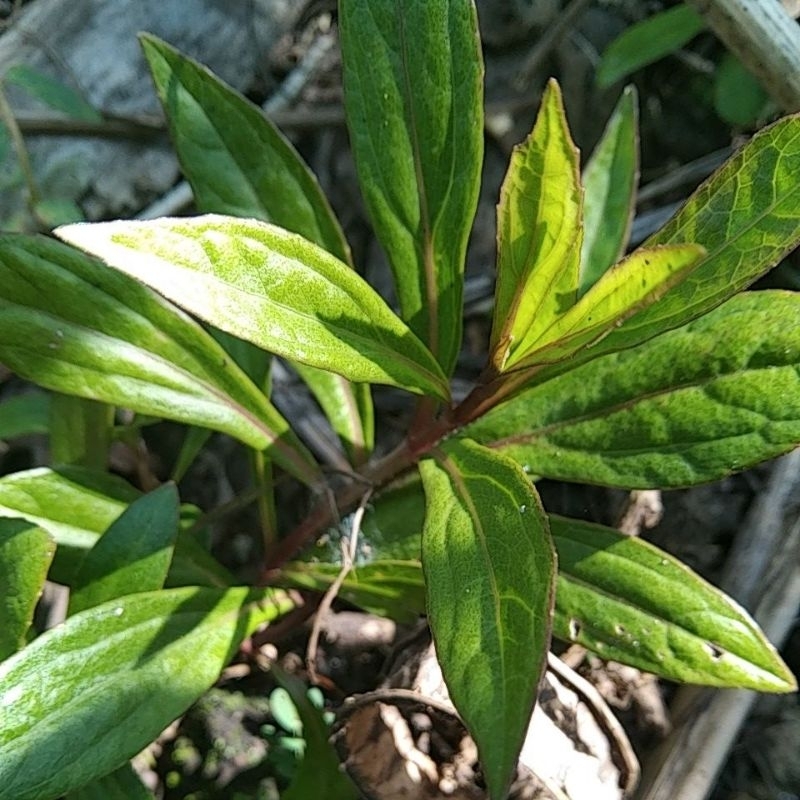 

Daun Rempah Prasman Segar Ayapana Triplinervis Fresh