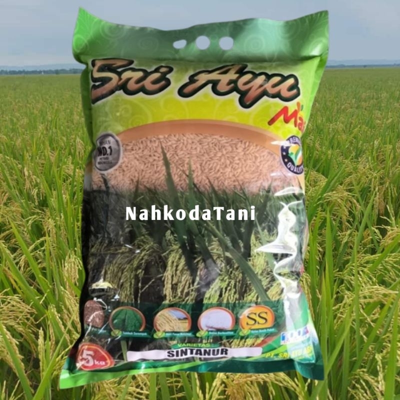 benih padi SINTANUR sri ayu 5kg ( nasi wangi )