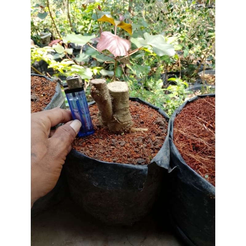 bonggol& cangkok anput