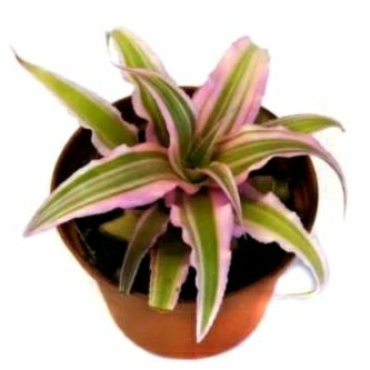 Tanaman Hias Cryptanthus Pink, Kriptantus Pink, Bromelia Mini Pink