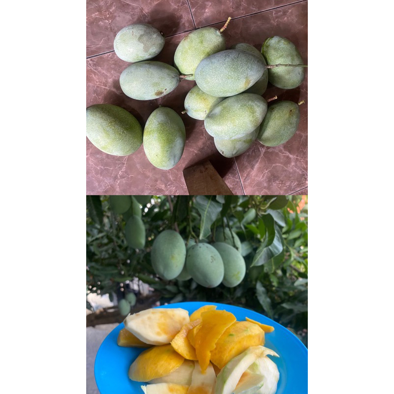 

mangga manalagi