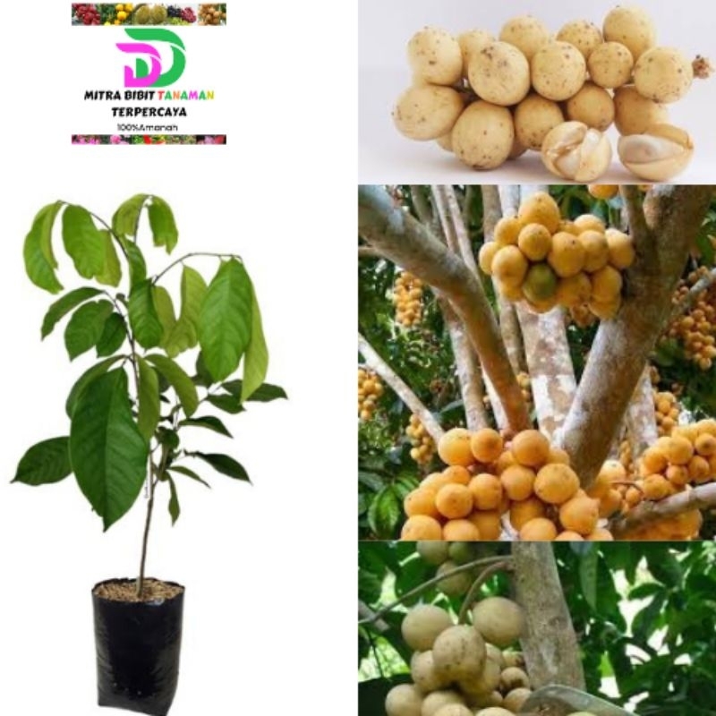 Bibit Duku manis palembang