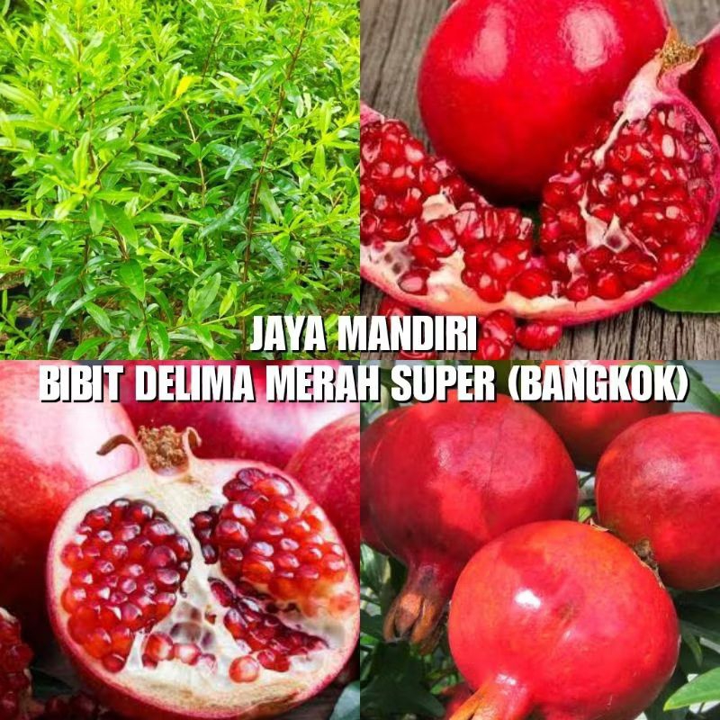 BIBIT DELIMA MERAH SUPER