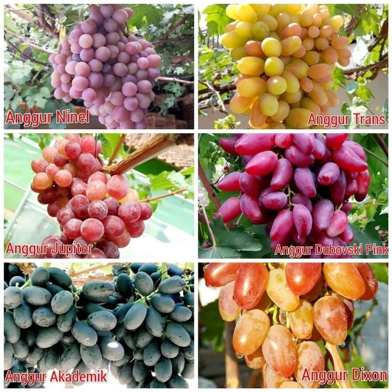 Bibit Anggur Import Garansi Valid 100%