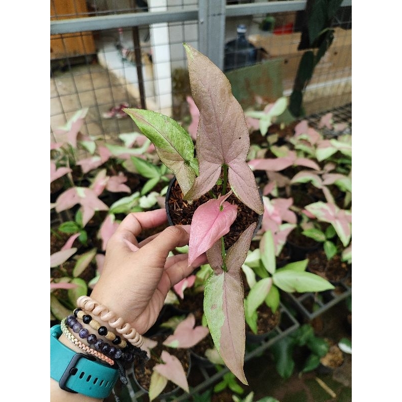 syngonium strawberry milk/tanaman hias