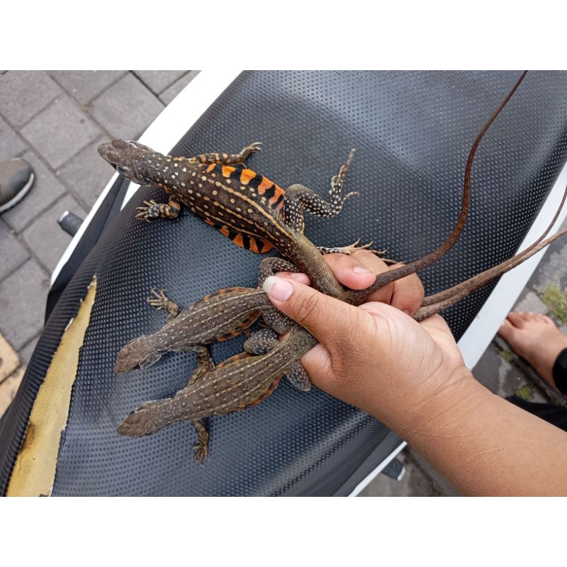 AGAMA LIZARD