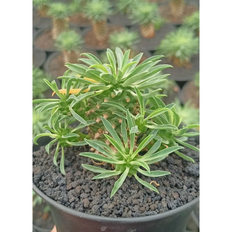 Euphorbia kirin indukan