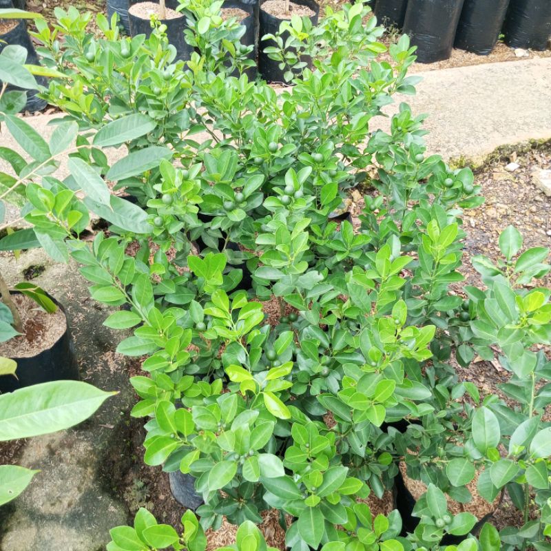 Bibit jeruk kunci atau jeruk limau sudah berbuah tanaman hasil okulasi super ungullan cepat berbuah