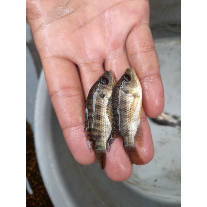 Bibit ikan mujair ukuran 1 jari