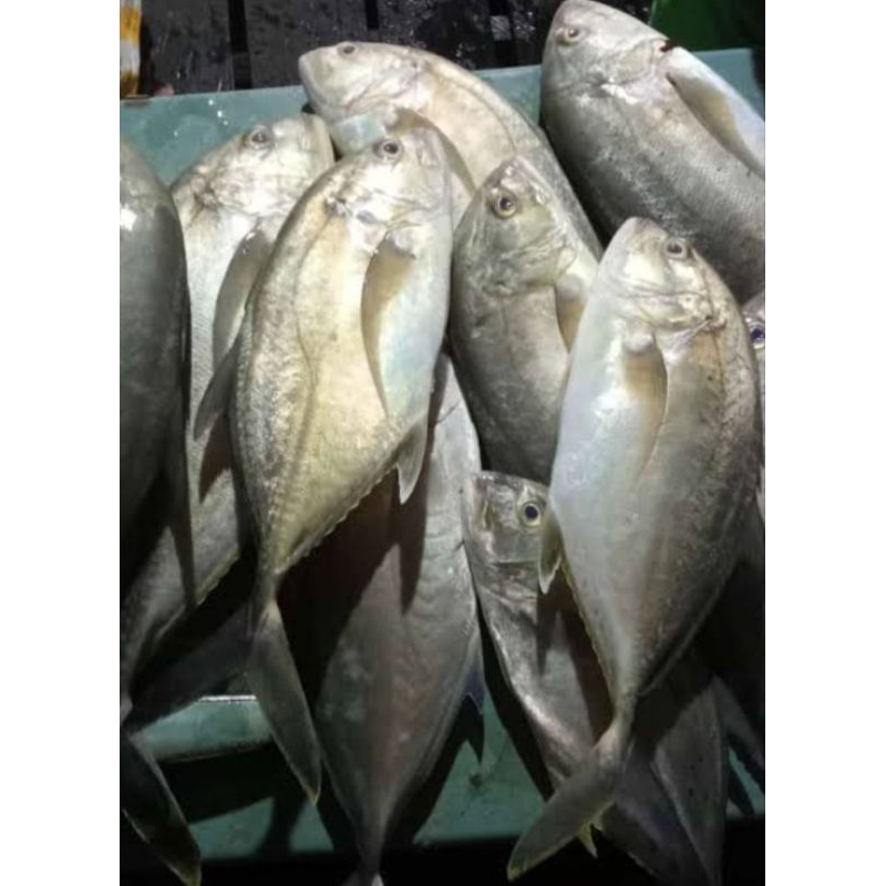 

ikan trakulu 1kg pagi siang ada
