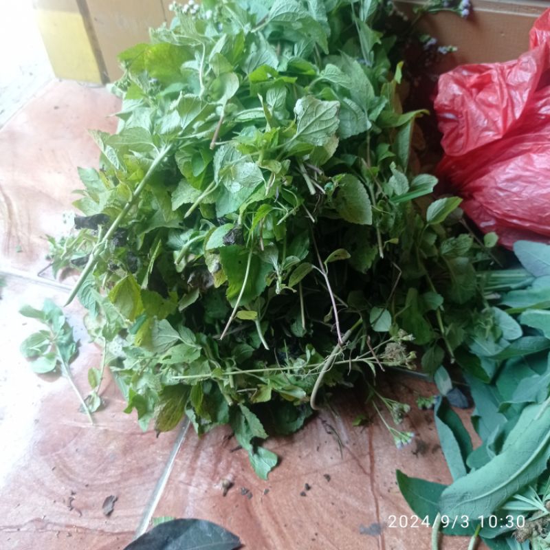 

Herbal bandotan hijau per 1 kg