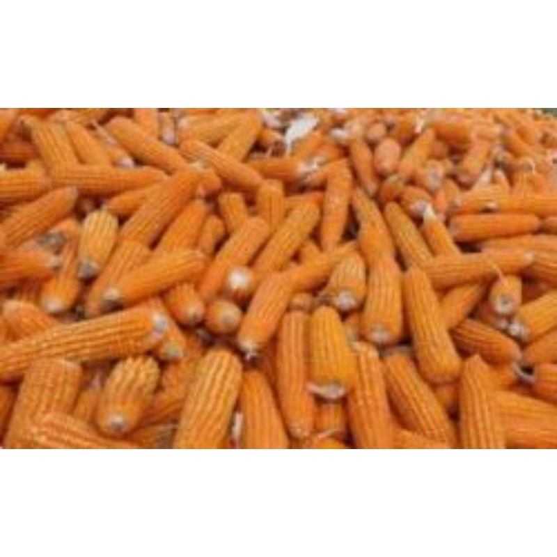 

benih jagung lokal 1 kg