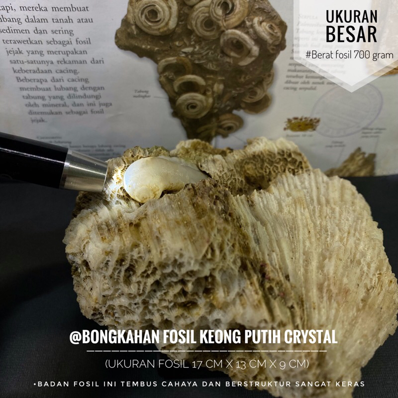 Bongkahan Fosil Keong Putih Crystal F1 atau Fossil Gastropoda Purba atau Fosil Kerang atau Fosil Kol