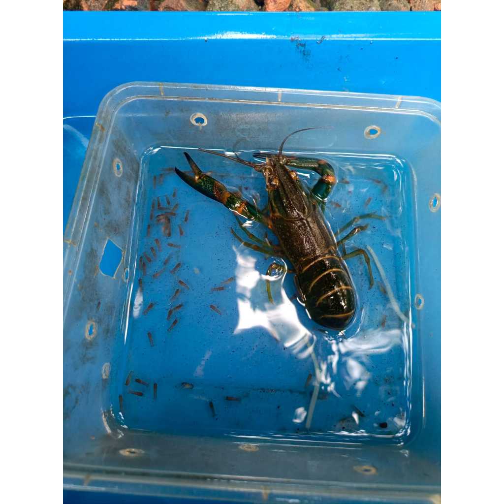 Indukan Lobster Air Tawar Produktif & Bertelur – Cocok Untuk Budidaya