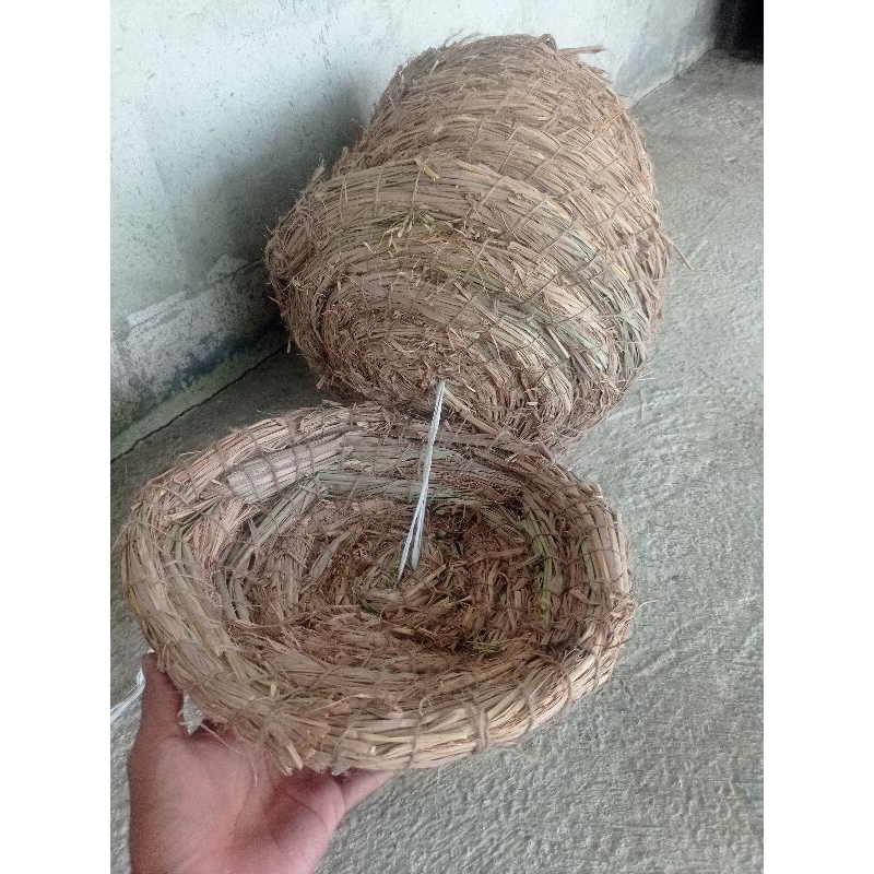 jerami sarang bertelur ayam dami ayam jerami asli ternak