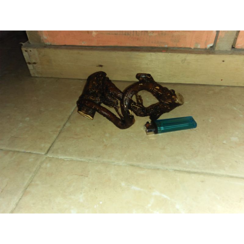 akar mimang asli nyambung unik alami