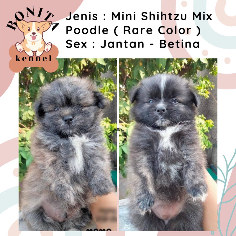 Mini Shihtzu Mix Poodle Shihpoo Anak Anjing Shitzu Sitsu Shitsu Poodle Jantan Betina