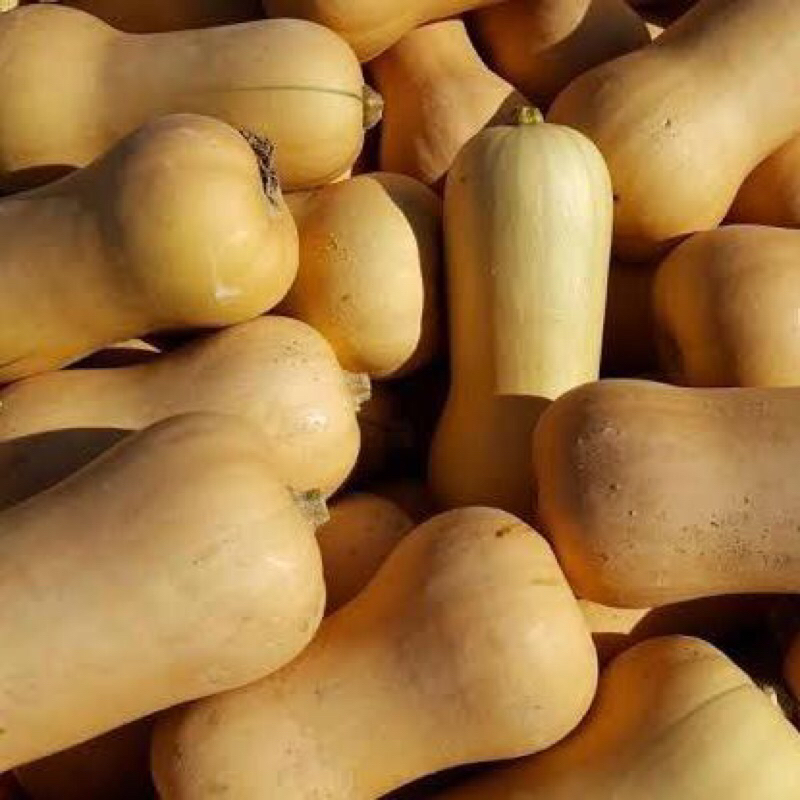 

butternut-pumpkin