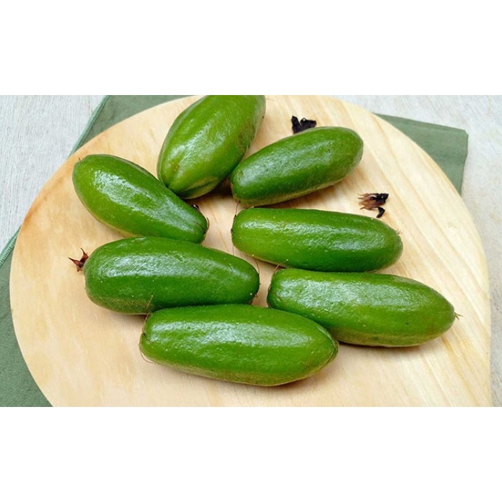 Bibit Belimbing Wuluh SUPER RIMBUN BERBUAH siap