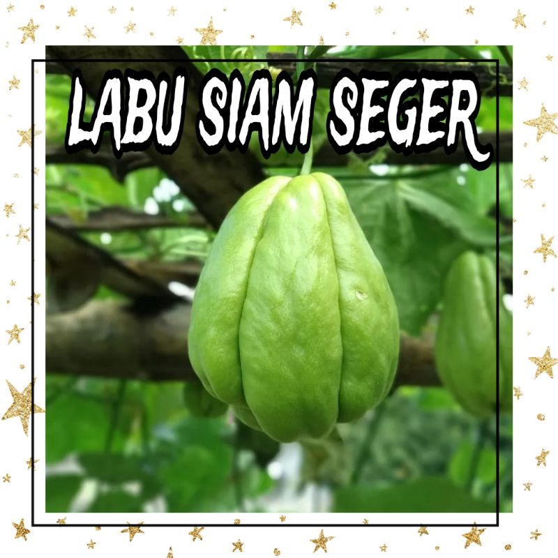 

LABU SIAM 1KG SEGER