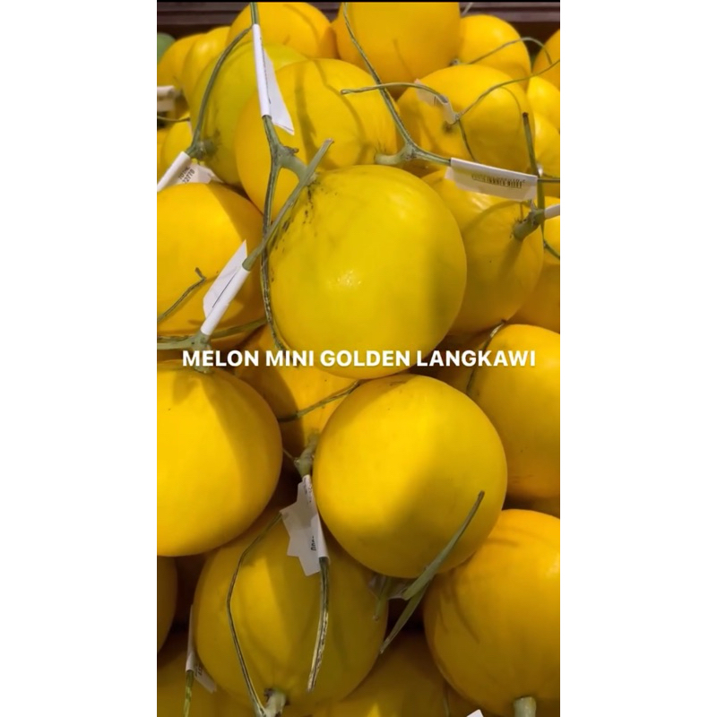

Melon mini golden langkawi
