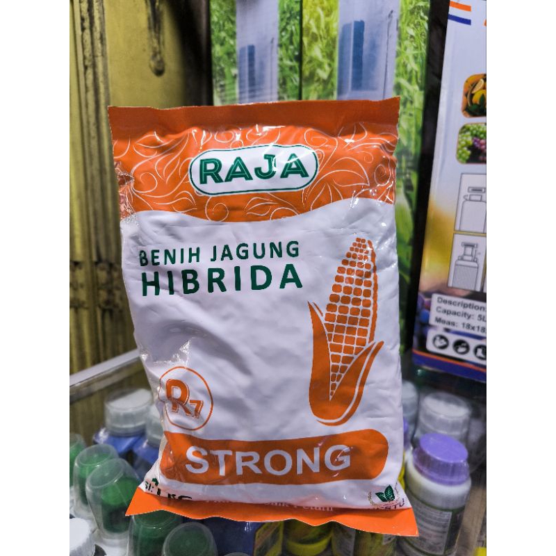 Benih jagung Raja R7 Strong