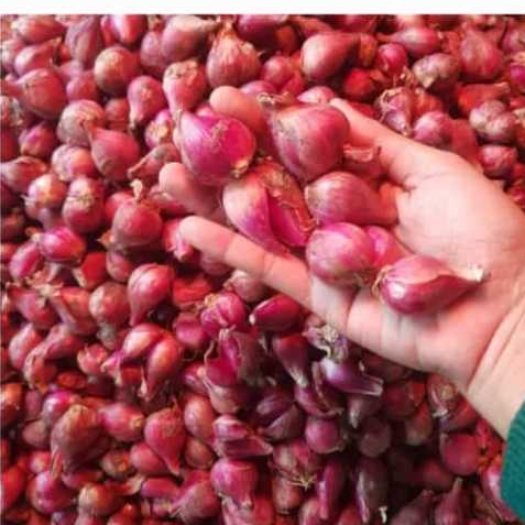 

Bawang Merah Brebes Premium Bawang Merah Premium Bawang Merah Brebes Pilihan