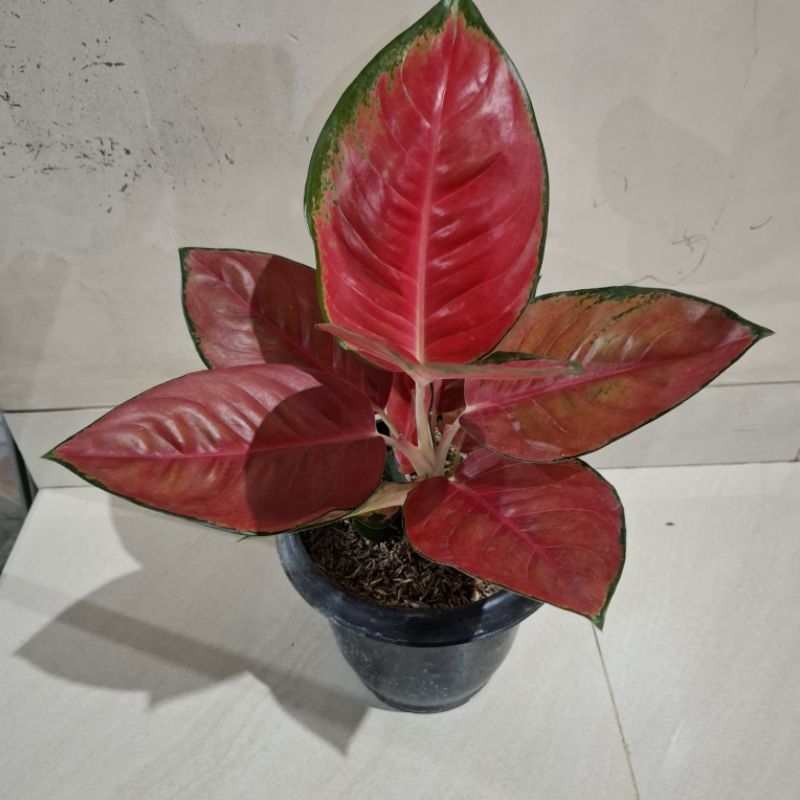 aglonema suksom jaipong JUMBO