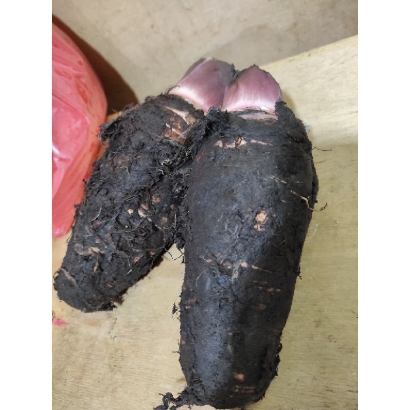 

TALAS PONTIANAK 1KG / TALAS KALIMANTAN / PULEN / JAMIN SEGAR