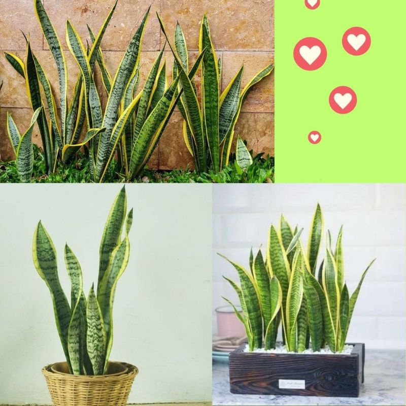 Lidah Mertua Mini, Lidah Mertua Kecil, Lidah Mertua Tanaman