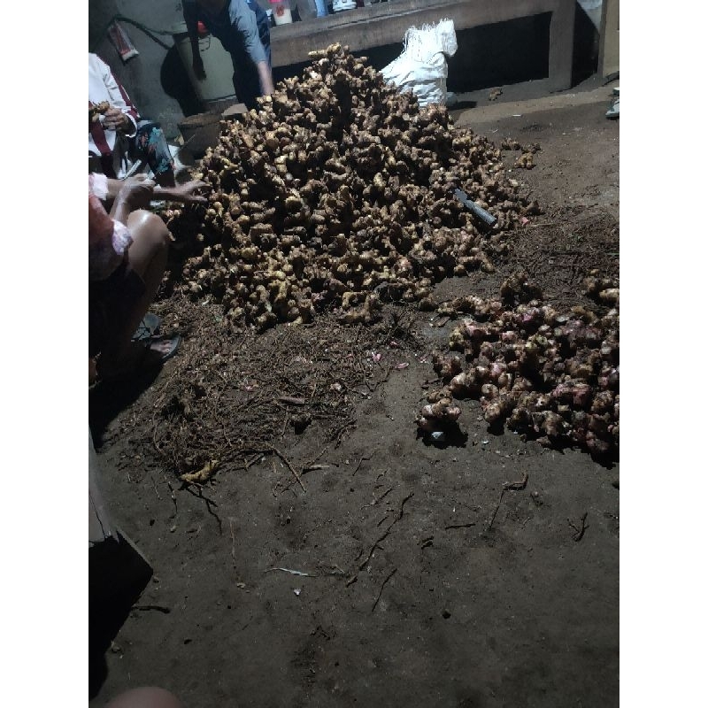 

lengkuas muda cocok untuk bumbu barang fress