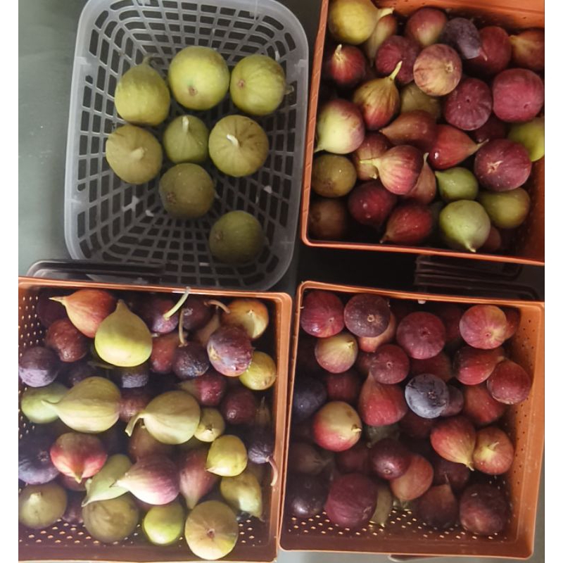 

buah tin segar fresh petik