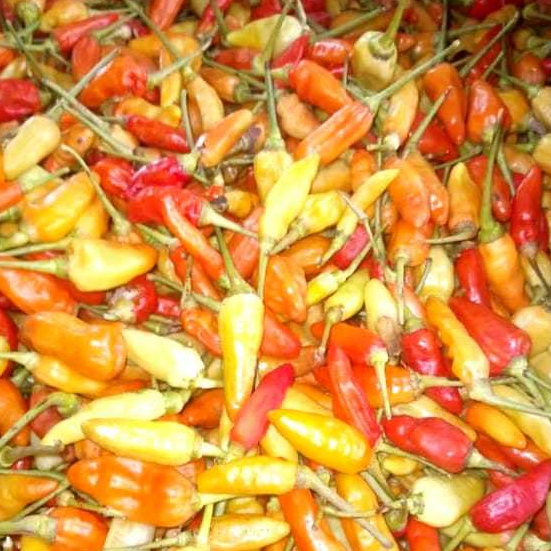 

Cabai Rawit Merah .