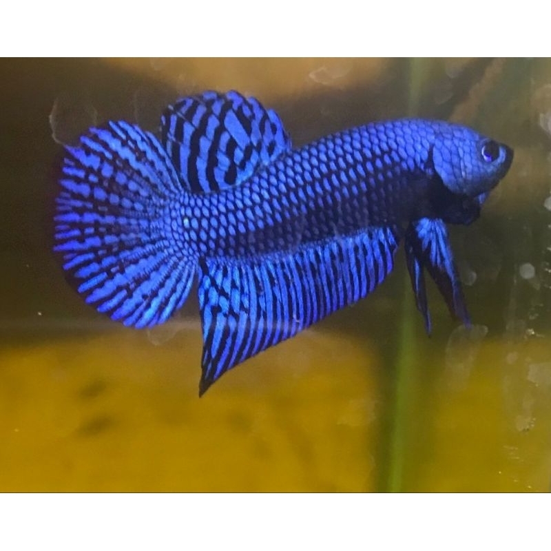 Hiasan Akuarium Betta Fish Wild Betta Alien Hybrid