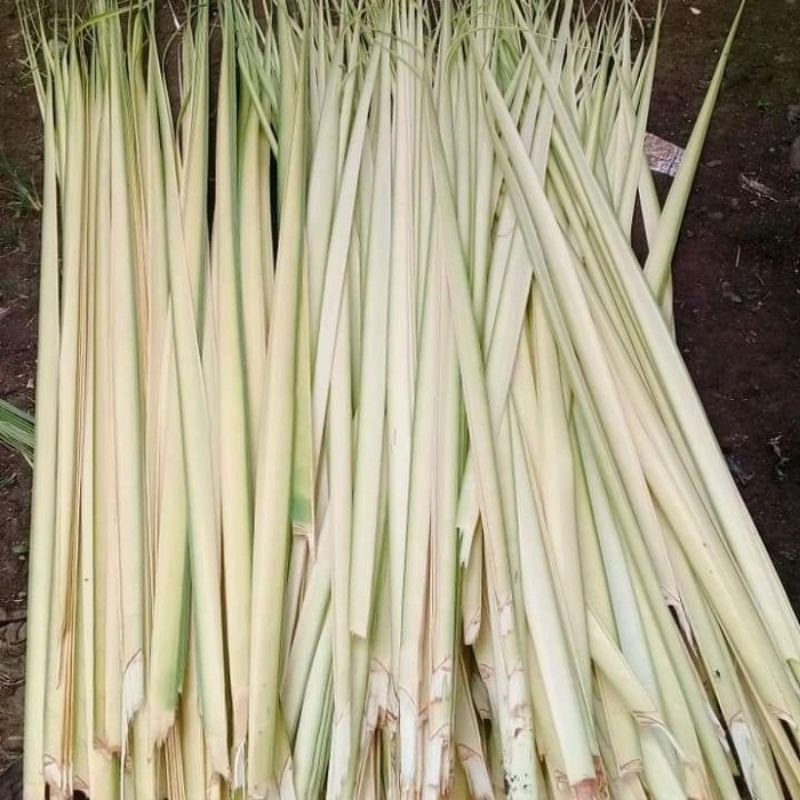 

DAUN KELAPA MUDA/JANUR KUNING BUAT KERAJINAN TANGAN 30 PCS