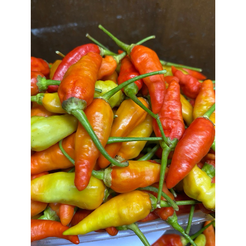 

Cabai Rawit Merah Pedas Segar Langsung Petani 500g