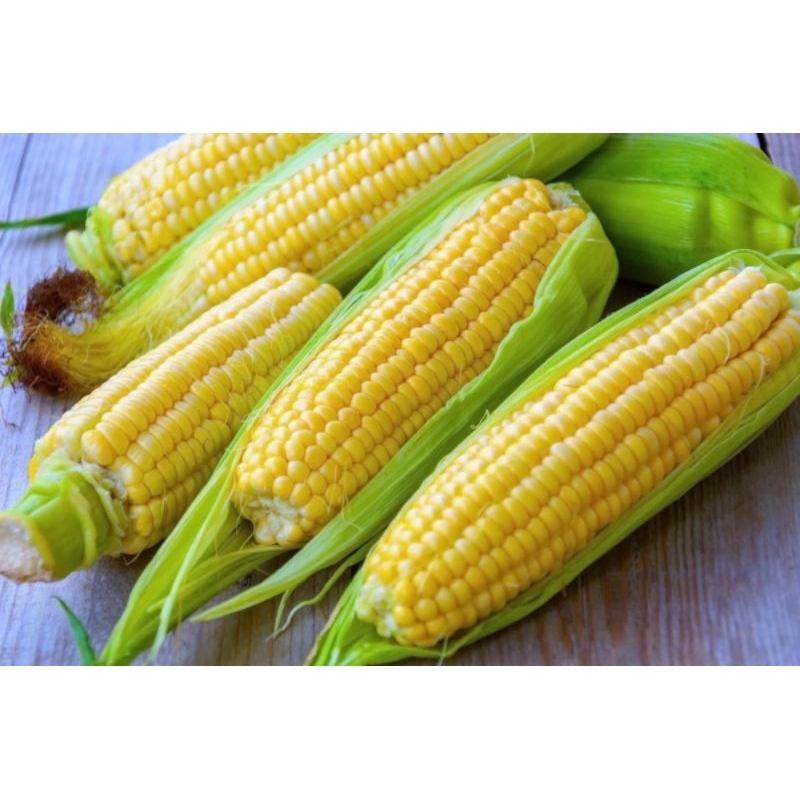 

jagung manis