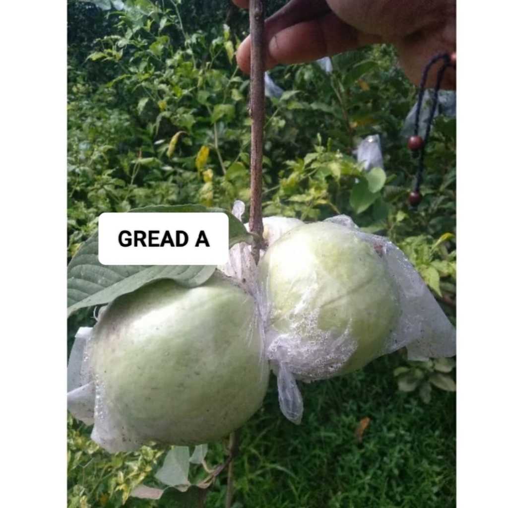 

JAMBU KRISTAL SUPER BERKUALITAS ISI 2/3/4 BIJI