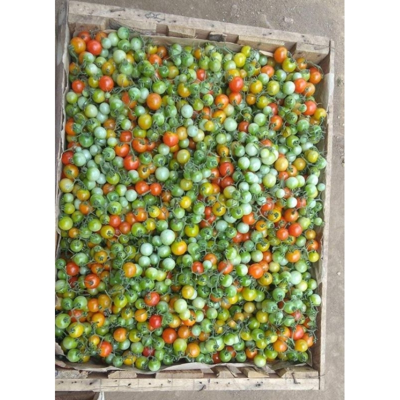 

Rampai / Tomat Rampai Sumatra Lampung 17.000 500Gr