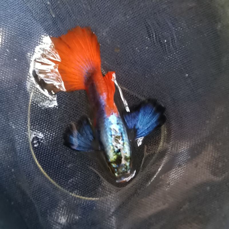 Guppy Platinum Red Tail Dumbo Ear ( PRTDE )