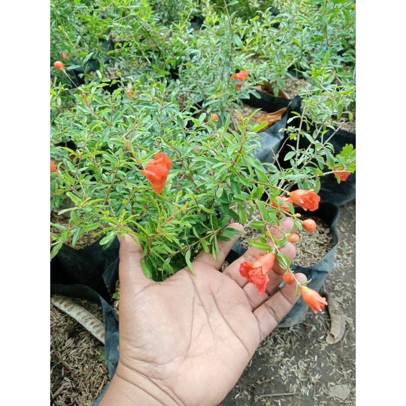 

bibit delima merah hasil stek batang kondisi berbungga berkualitas