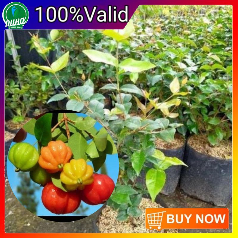 Bibit buah dewandaru buah Cermai merah bibit super